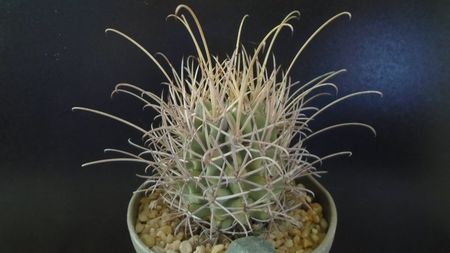 Sclerocactus (Glandulicactus) uncinatus ssp. wrightii, JM136 Marathon, Tx