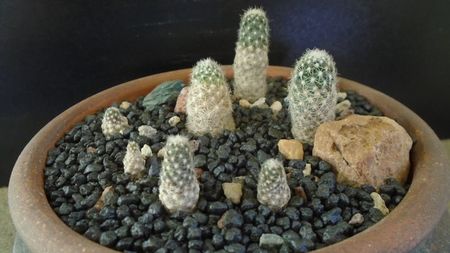Grup de 7 Pediocactus; Pediocactus simpsonii, 2 ex. (-10-25C)
Pediocactus simpsonii v. minor (-10-25C)
Pediocactus knowltonii, 4 ex. (-20C)
