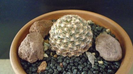 Pediocactus knowltonii (-20C)