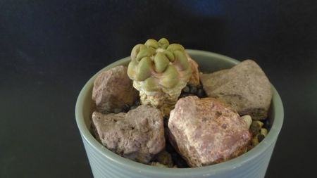 Cintia knizei, Chuquisaca, Bolivia (-10C)