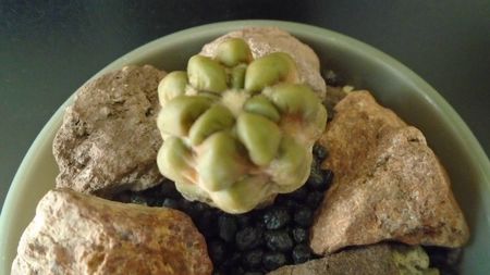 Cintia knizei, Chuquisaca, Bolivia (-10C)