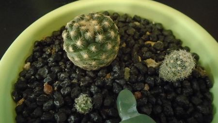 Pediocactus paradinei & Pediocactus simpsonii v. minor (-20C)
