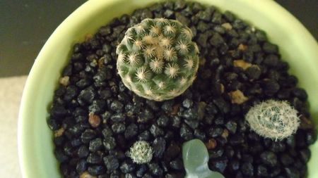 Pediocactus paradinei & Pediocactus simpsonii v. minor (-20C)