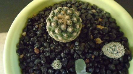 Pediocactus paradinei & Pediocactus simpsonii v. minor (-20C)