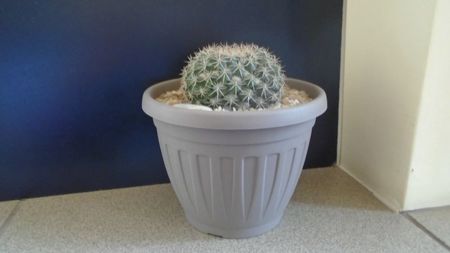 Mammillaria johnstonii
