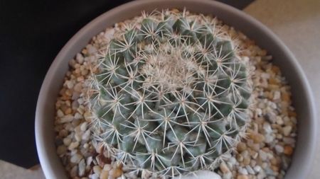 Mammillaria johnstonii