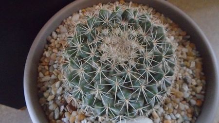 Mammillaria johnstonii