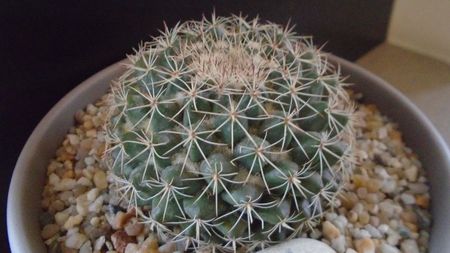 Mammillaria johnstonii