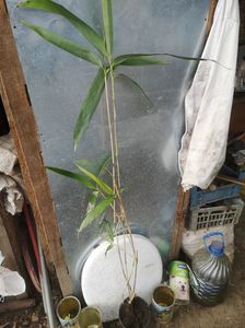 Bambus pitic-20lei; Creste maxim 1,5m,este verde tot timpul.
8buc
