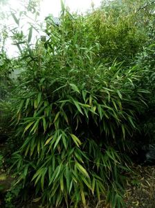 bambus Fargesia murielae