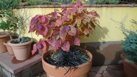 Arbore magic persan (Parrotia persica)