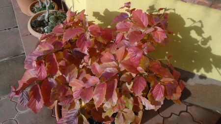 Arbore magic persan (Parrotia persica)