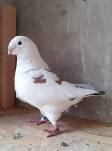 received_493103558693085