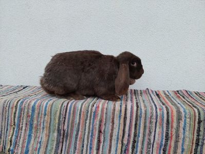Cu pui de 1,5 luni - 6 kg