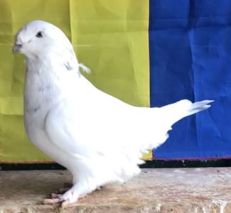 Mascul 2019