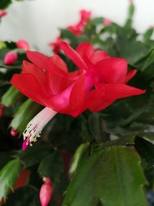 Craciunita rosie