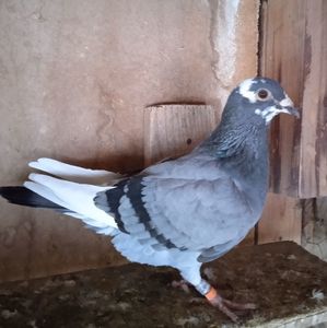 Femela 20-454....-Gheboieni