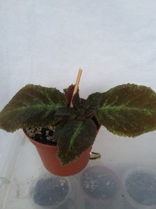 episcia Emerald Velvet(16-12-2021)