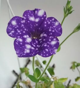 Petunia mea favorita