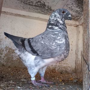 LIPAN DANIEL FEMELĂ 2021