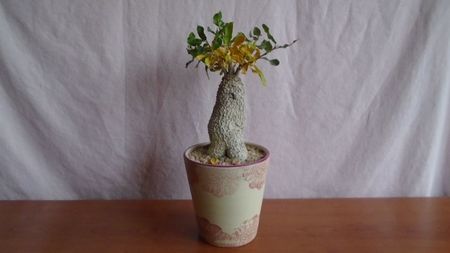Fockea edulis