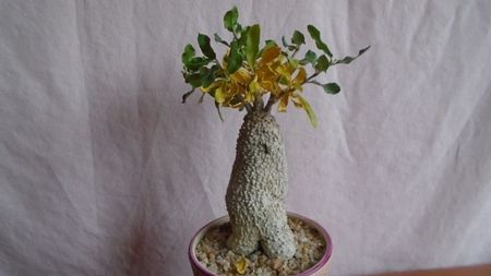 Fockea edulis