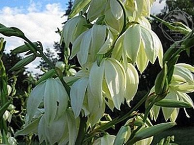 yucca filamentosa de gradina6