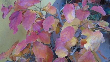 Arbore magic persan (Parrotia persica)
