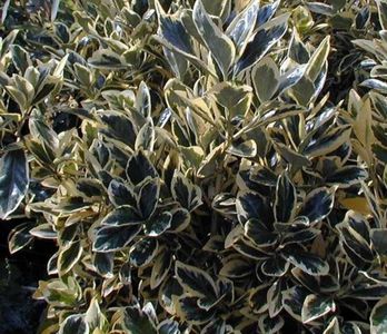 euonymus_japonicus_bravo_3