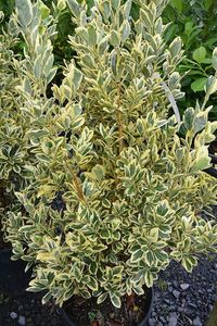 euonymus-japonicus-bravo-7