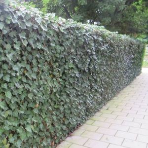 Hedera Hibernica 6