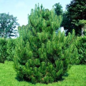 pinus-nigra-1