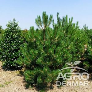 pinus-nigra-4