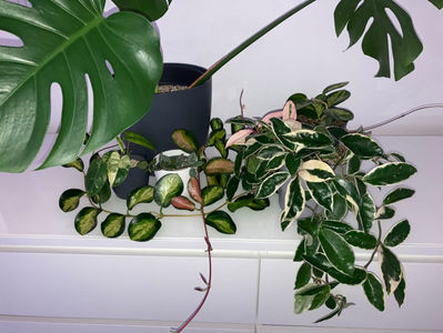 Hoya Carnosa Krimson Queen, Hoya Australis Lisa, Hoya Lacunosa Silver, Philodendron Burle Marx Varie