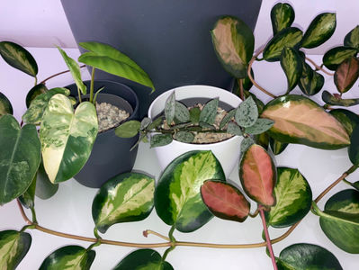 Hoya Australis Lisa, Hoya Lacunosa Silver, Philodendron Burle Marx Variegated