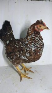 vanduta