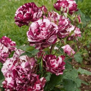 trandafir-imagine-new-red-pink-striped-ghiveci-36l-20-30cm