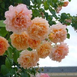 polka-trandafir-urcator-4_1800x1800