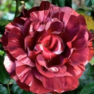 brownie-climbing-rose-5_300x300