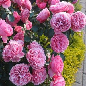 leonardo-da-vinci-rose-5