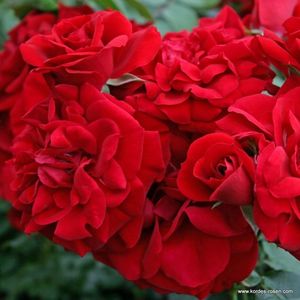 Amadeus_14V9dY3MkNQ9An