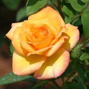 goldMedalRose1