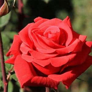 trandafir-red-berlin-570x570