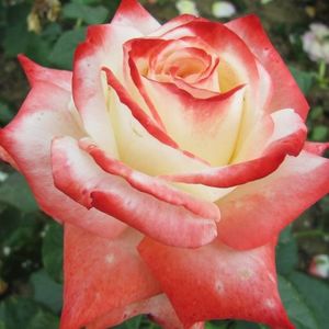 imperatrice-farah-garden-rose-4