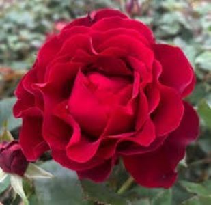 images (1) (5)