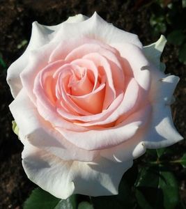 vivaldi-rose-roza-tea-hybrid-superplants-bg-1