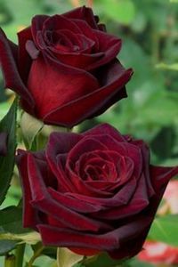 6fb04eb9bd780a5a1982799a63ae9d70