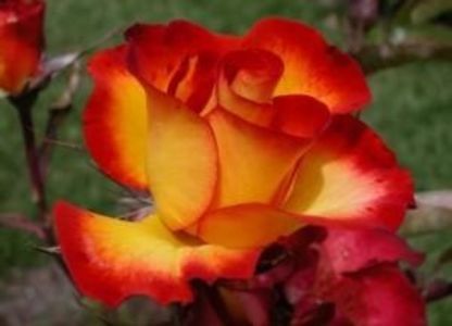 trandafir-de-gradina-polyantha-cu-radacini-alinka-3761173_big