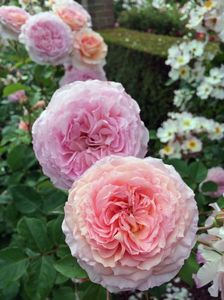 james-galway-rose