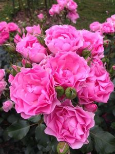 Plantnrelax-I-am-grateful (1)